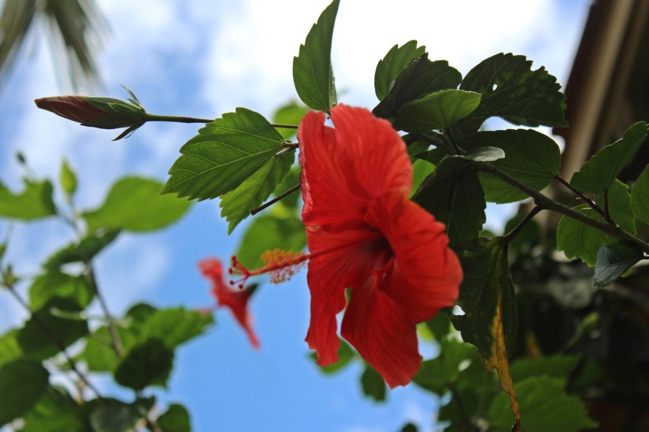 Morada Dos Hibiscos Hotell Praia do Rosa Exteriör bild